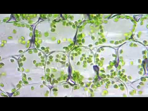 Video: Xloroplastın fərqli hissələri hansılardır?