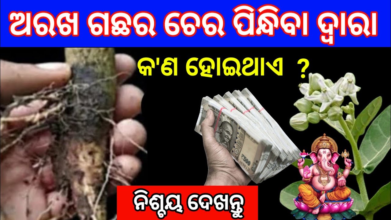 ଅରଖ ଗଛର ଚେର ପିନ୍ଧିବା ଦ୍ଵାରା କଣ ହୋଇଥାଏ । ପଇସା ଟାଣି ହୋଇ ଆସିଥାଏ । Vastu Tips For Money