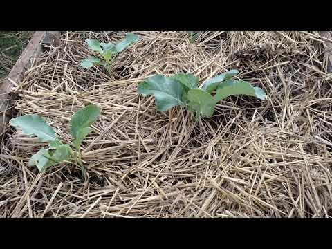 Βίντεο: Συνεχής ανθοφορία κήπος: πολυετή άνθιση τον Αύγουστο