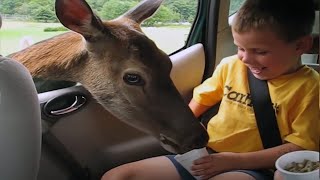 Funny Kids vs Animals - Try Not Ot Laugh! 🤣🤣🤣 [Funny Pets]