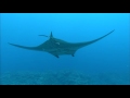 [10 Hours] Tropical Scuba Diving [1080HD] SlowTV