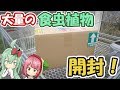 【Re:ゼロから始める食虫植物生活】大量の食虫植物が届いたから開封！【食虫植物TV】
