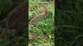 tame wild rabbit  #wildrabbit #rabbits #wildbunny #wildlife #wildanimals #cute