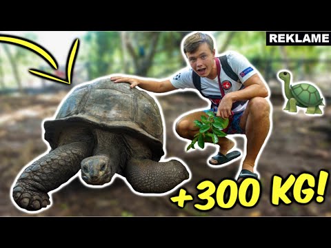 Video: Verdens største skildpadde - hvad er det?