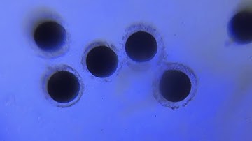 Brittle star Ophiopholis egg fertilization - Foldscope Gallery