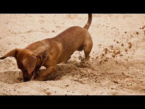 How to Stop Dogs From Digging