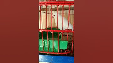 Java Sparrow Bird Update #Shortsyoutube #Shortvideo #Shorts Video No 91 Sur Brids Channel