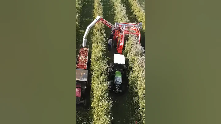 AI Robot Picking Apples Automatically 🍎 | Smart Farming Technology 2025