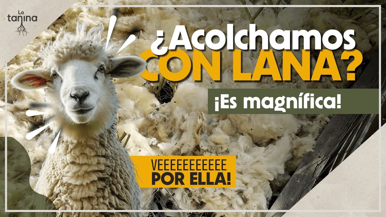 LANA DE OVEJA 🐑 en el HUERTO: ¡El mejor ACOLCHADO natural! (con Raoul Ferrer)