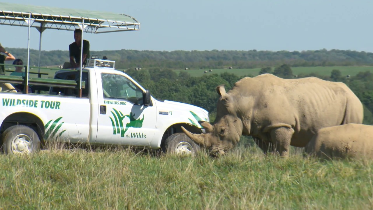 wild safari ohio