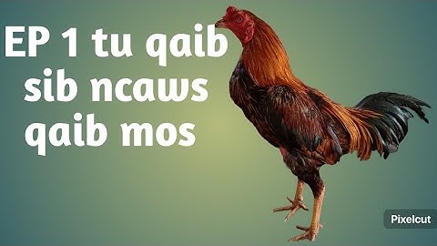 EP1: tu qaib sib ncaws#ວິທີ tu qaib mos thiab xaiv qaib mo mus tu sib ncaws#
