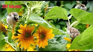 beautiful sparrow eating Flower, Garden Leaf tree singing Birds chirping sounds in the natural world screenshot 4