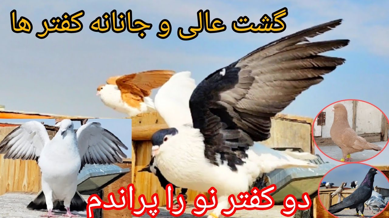 امروز بهترین گشت کفتر ها  ،  کلاغ خوب گشت کرد  ،  زرد ناپرش                   ❤شوق شاهی❤