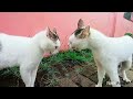 Cats Fighting And Meowing These Two Are Still Bloody Brothers 