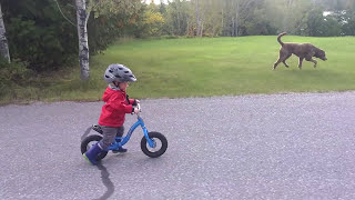 1 year old baby Riding bike - Baby Riding a Balance Bike - Teaching a BABY to ride a bike?