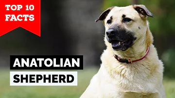What is the difference between a Kangal and an Anatolian?
