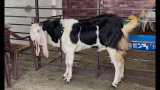 Mashallah quality the end buldozer goat start 17500