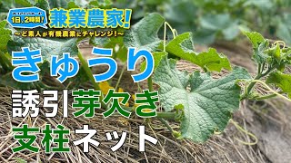 きゅうり栽培 支柱ネットと誘引 キュウリ芽欠き 育て方 農業初心者が有機農業にチャレンジ野菜栽培副業 21 6 11 Youtube