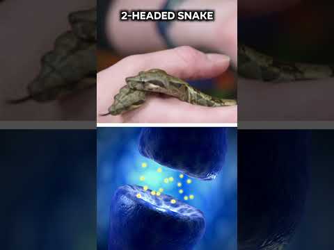 Animals That Are