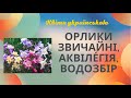Квіти українською. Орлики
