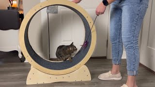 Chip Got An Exercise Wheel! | Coziwow Cat Exercise Wheel Unboxing & Review