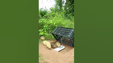 Technique Bird Trap - Amazing Quail Trap Using Cardboard Box #shorts #create #traps