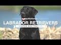 MASTER DOG TRAINER: LABRADOR RETRIEVERS の動画、YouTube動画。