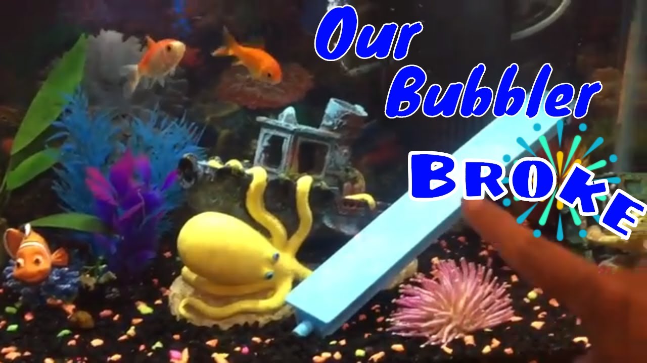Our Fish Tank Bubbler Broke!