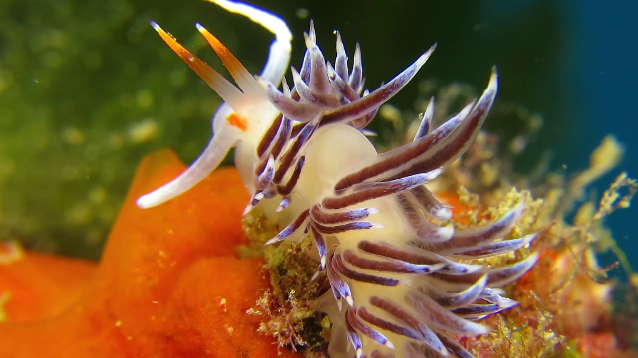 Sea Slug - Cratena Peregrina