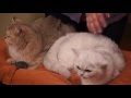 Британские кошки в котокафе «Котики и Люди»