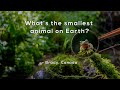 Whats the smallest animal on earth