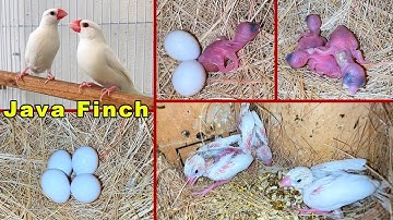 White Java Finch Breeding eggs lying to hatching full video