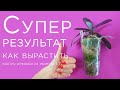 Супер результат ОРХИДЕИ 1,7 через 7 месяцев: как вырастить, как посадить, чем поливать и удобрять.