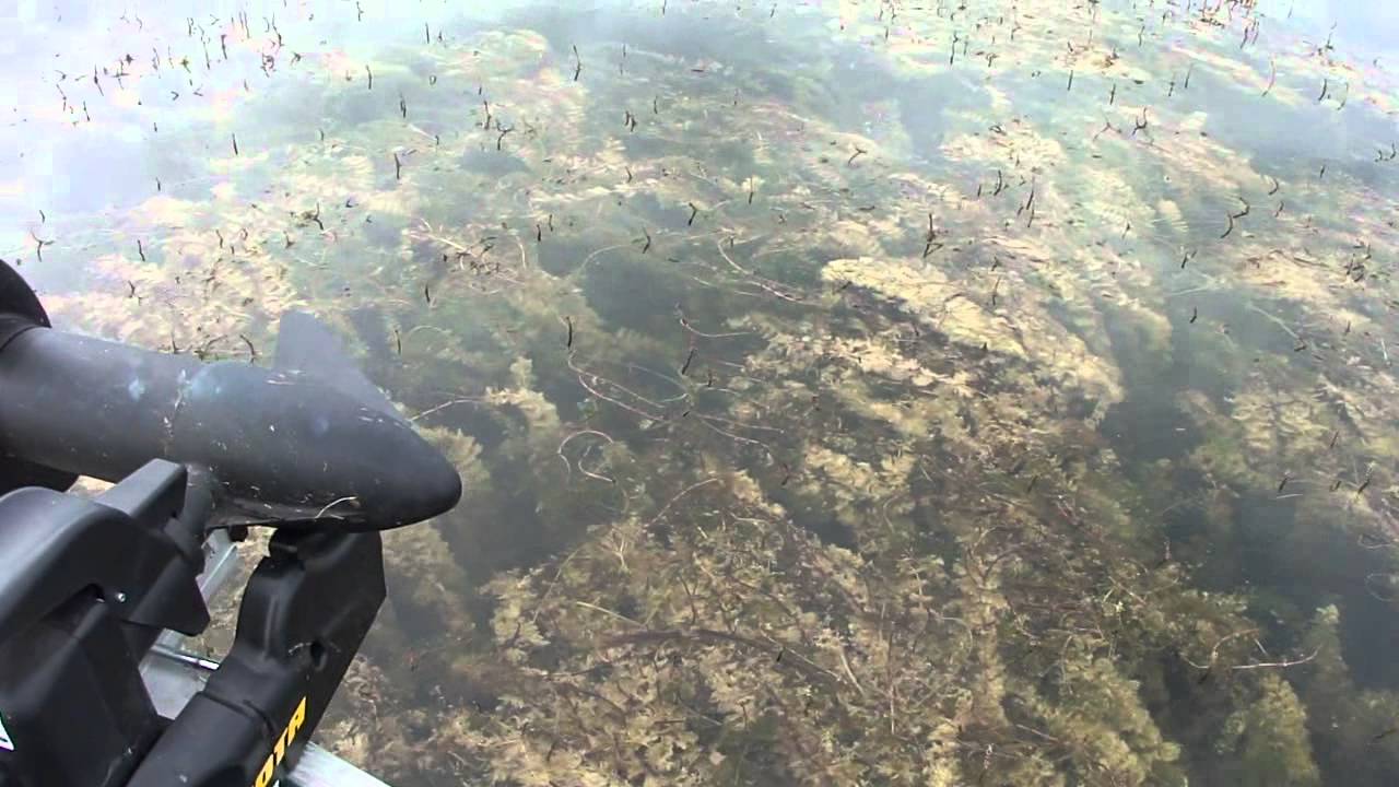 Fishing Day on Rice Lake, Aug 11th 2011 - YouTube