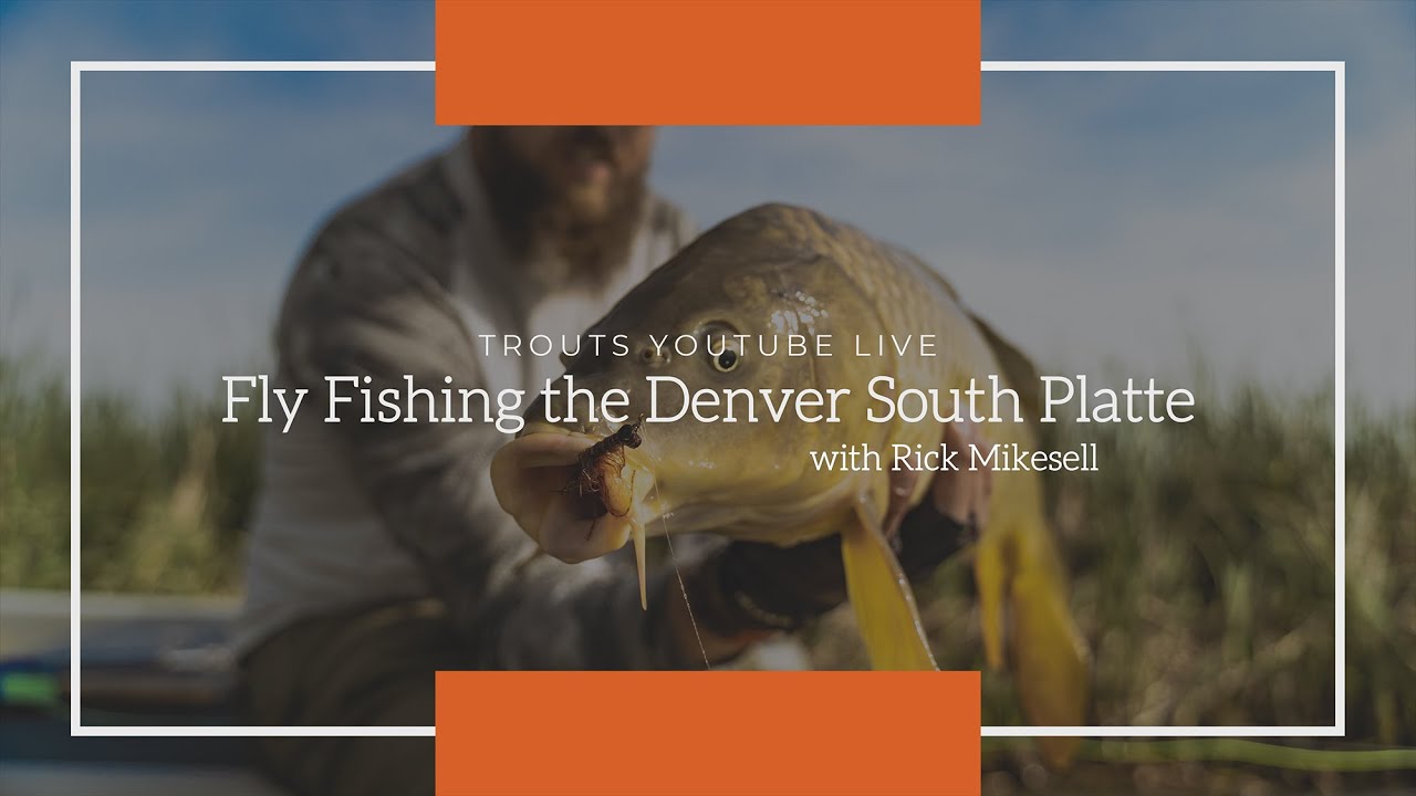 Trouts Live Fly Fishing the Denver South Platte with Rick Mikesell