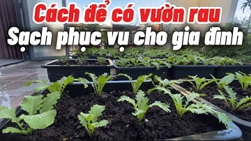 Cách trồng rau sạch ăn Hoài không hết .