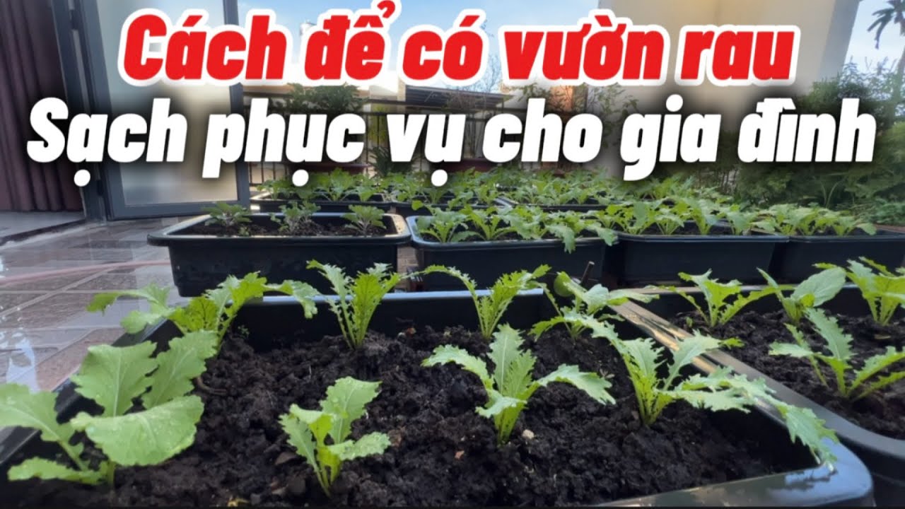 Cách trồng rau sạch ăn Hoài không hết . - YouTube