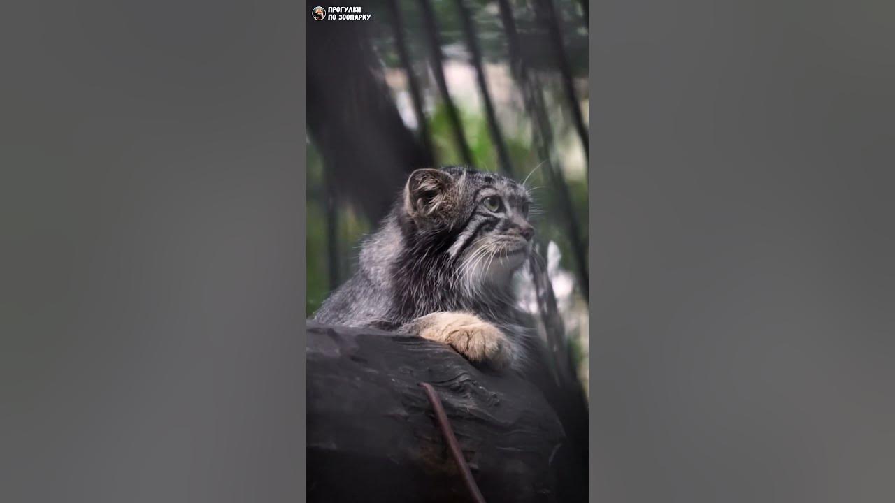 Старший котенок манула Евы сложил лапки и наблюдает. Новосибирский ...