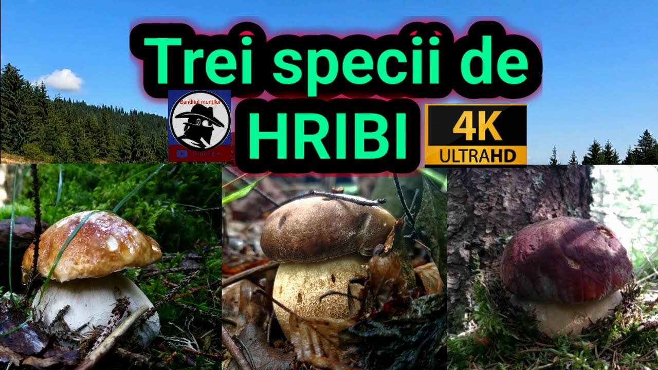 Trei specii de HRIBI! Boletus EDULIS, PINOPHILUS și AESTIVALIS! Munții Apuseni! 