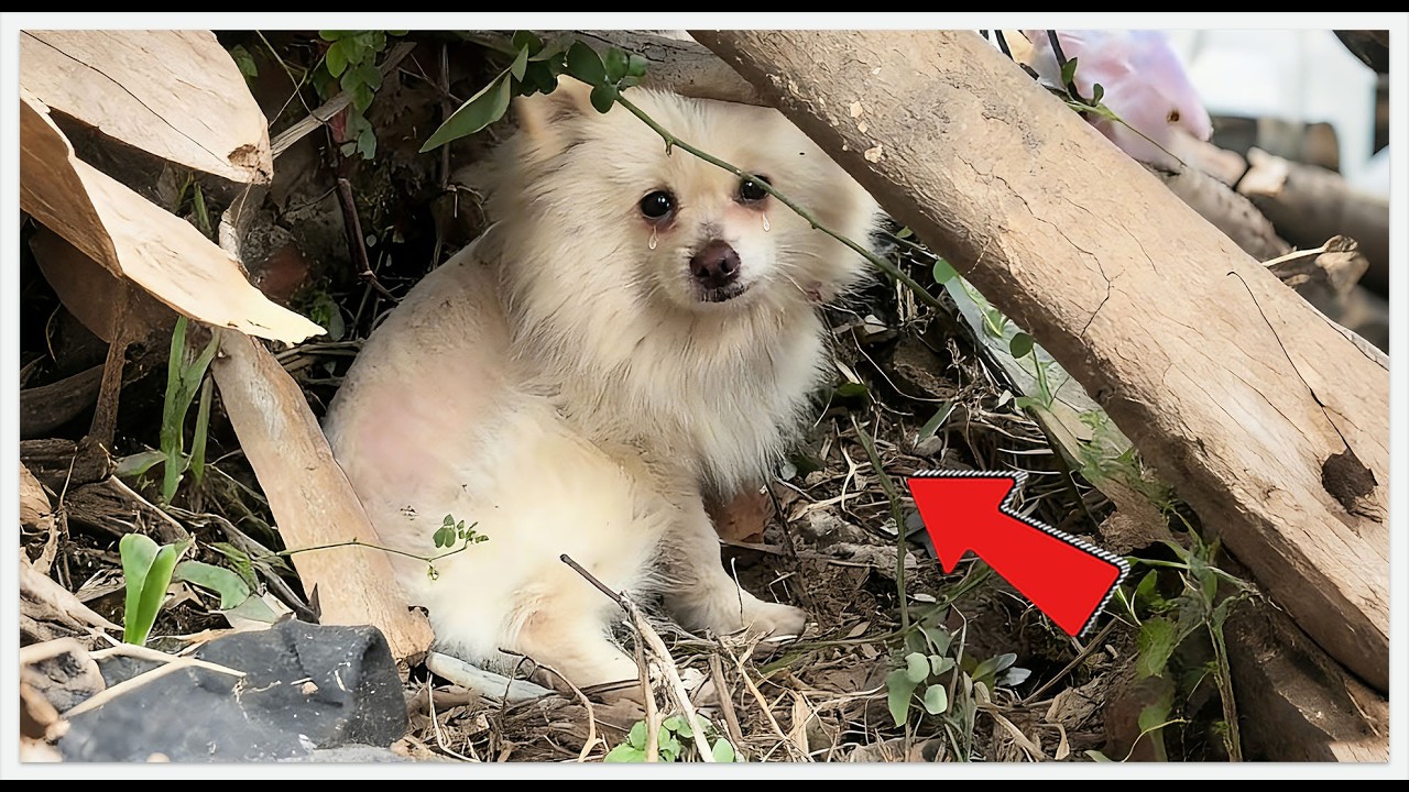 Found in Trash but Acts Like Royalty? 👑 Meet the Pickiest Dog Ever 🐕#rescue #rescueefforts #dog