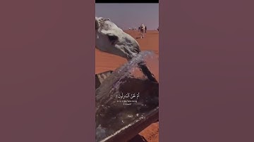 أفرأيتم الماء الذي تشربون .🤍🥺 تلاوة مؤثرة لياسر الدوسري . #ماهر_المعيقلي #ماهرالمعيقلي #قرآن #قران