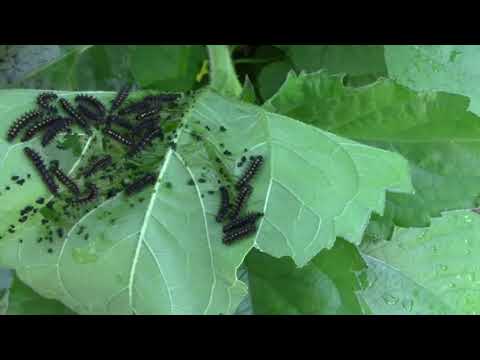 Wideo: Leczenie szkodników słonecznika - jak leczyć szkodniki słonecznika