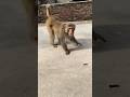 patali kamariya bole poye funny monkey 00211🤣🤣🤣🤣🤣