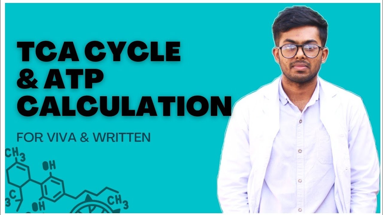  tca cycle atp calculation metabolism biochemistry whiteapron 