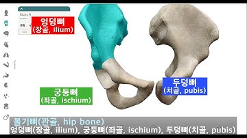 다리뼈의 구조 : 3D 버전