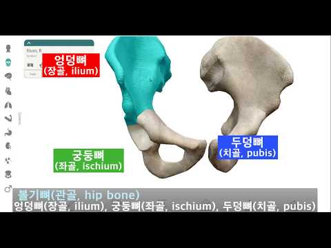 다리뼈의 구조 : 3D 버전