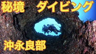 【ダイビング】　秘境沖永良部の海の中