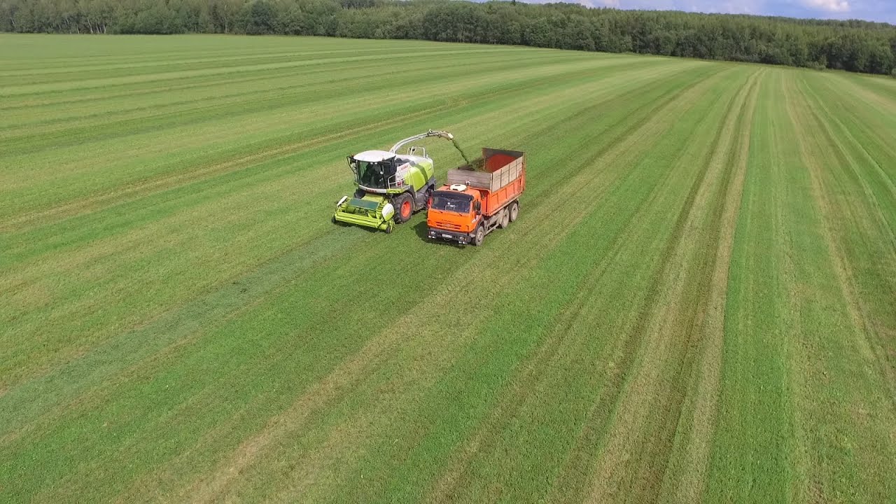 Заготовка сочных кормов