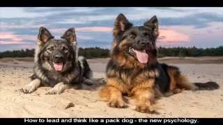 German Shepherd Puppies NJ Training