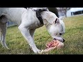 Dogo Argentino Comiendo Pollo Crudo Con Huesos Completos